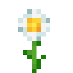 oxeye daisy